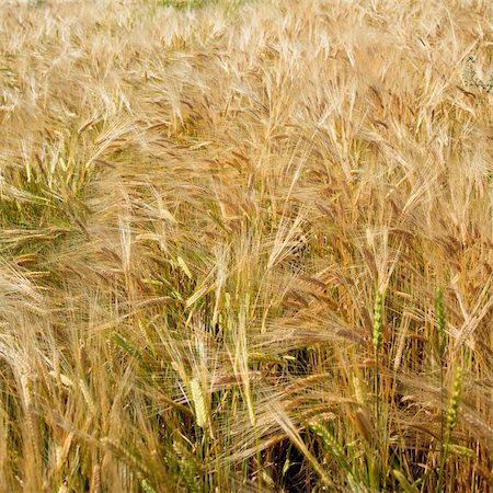 simsearch:400-04738350,k - the Wheaten field  of the meadow. Photographie de stock - Aubaine LD & Abonnement, Code: 400-04280116