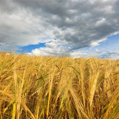 Wheaten field and the blue sky Stock Photo - Budget Royalty-Free & Subscription, Code: 400-04280127