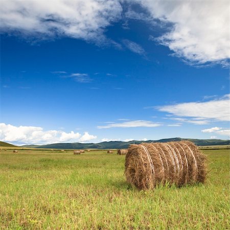 the scene of the meadow Inner Mongolia . Stock Photo - Budget Royalty-Free & Subscription, Code: 400-04280120