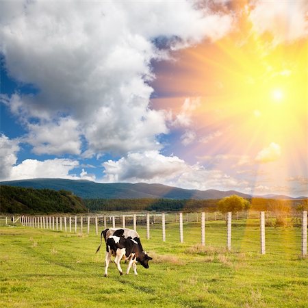 simsearch:400-06330197,k - cow in the farm with sunset background outdoor. Stockbilder - Microstock & Abonnement, Bildnummer: 400-04280130