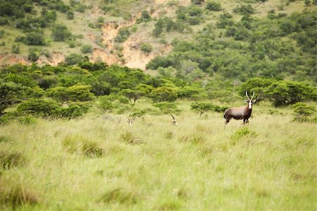 simsearch:400-04766217,k - antelope kudu in savanna East Africa Foto de stock - Super Valor sin royalties y Suscripción, Código: 400-04280418