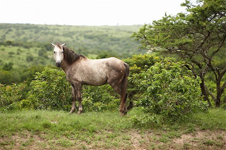 simsearch:400-04766217,k - wild horse in savanna East Africa Foto de stock - Super Valor sin royalties y Suscripción, Código: 400-04280421