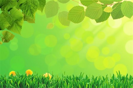 simsearch:400-05132684,k - green grass and flower, summer day background Stockbilder - Microstock & Abonnement, Bildnummer: 400-04280577