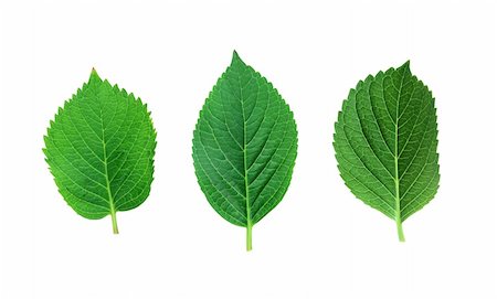 simsearch:400-04524191,k - Green spring leaves isolated on white background Stock Photo - Budget Royalty-Free & Subscription, Code: 400-04280587
