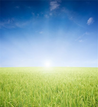 simsearch:400-04349207,k - agriculture paddy field early in the morning with sun light Stock Photo - Budget Royalty-Free & Subscription, Code: 400-04281094