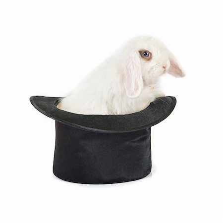 simsearch:400-04322840,k - Little rabbit at black hat isolated on a white background Foto de stock - Super Valor sin royalties y Suscripción, Código: 400-04281852