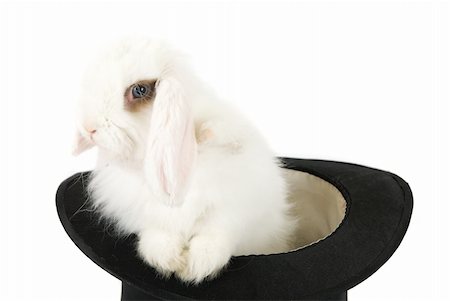 simsearch:400-04322840,k - Little rabbit in black hat isolated on a white background Foto de stock - Super Valor sin royalties y Suscripción, Código: 400-04281853