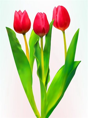 simsearch:400-08011307,k - Three tulips. EPS 8 vector file included Stock Photo - Budget Royalty-Free & Subscription, Code: 400-04281896