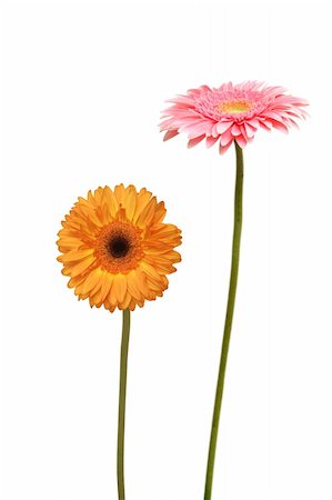 simsearch:400-05369226,k - two gebera (african daisy) isolated on white Stock Photo - Budget Royalty-Free & Subscription, Code: 400-04282003