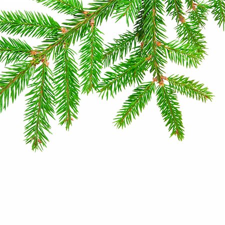 simsearch:400-07114074,k - green banch of fir isolated on white Stock Photo - Budget Royalty-Free & Subscription, Code: 400-04282036