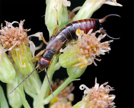 small brown earwig, hidden in a flower. Stock Photo - Budget Royalty-Free & Subscription, Code: 400-04282037