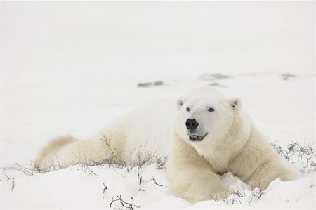 simsearch:400-05361275,k - Rest of polar bears.  Two polar bears have a rest in an undersized bush. Snow-covered tundra. Foto de stock - Super Valor sin royalties y Suscripción, Código: 400-04282182