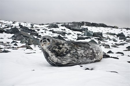 simsearch:400-07087477,k - The grey seal has a rest on stones in Antarctica Foto de stock - Royalty-Free Super Valor e Assinatura, Número: 400-04282321