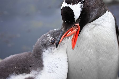simsearch:400-05234833,k - two penguins on the stony coast of Antarctica Stockbilder - Microstock & Abonnement, Bildnummer: 400-04282323