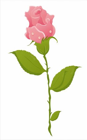 simsearch:400-04331987,k - beautiful rose isolated on white Foto de stock - Super Valor sin royalties y Suscripción, Código: 400-04282614