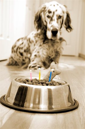 setter inglês - Dog in front of his "Birthday cake" with candles. Sepia image Foto de stock - Royalty-Free Super Valor e Assinatura, Número: 400-04282908