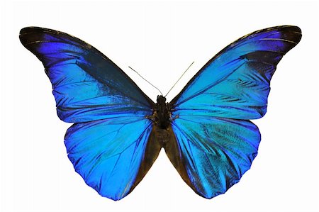 Blue Morpho butterfly (Morpho retenor) from South America. Stock Photo - Budget Royalty-Free & Subscription, Code: 400-04283006