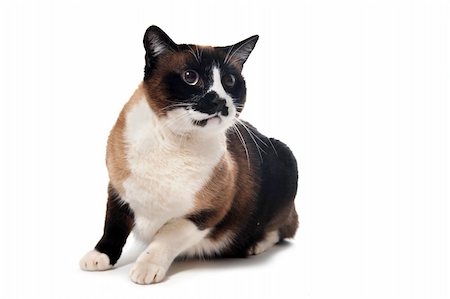 simsearch:400-04871250,k - beautiful purebred siamese cat in front of white background Stock Photo - Budget Royalty-Free & Subscription, Code: 400-04283007