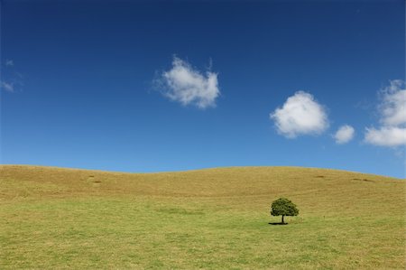 Lonely Tree on grassland at Big Island, Hawaii Fotografie stock - Microstock e Abbonamento, Codice: 400-04283235