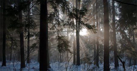 saft - Winter landscape of coniferous stand with sunbeams entering misty forest in morning Stock Photo - Budget Royalty-Free & Subscription, Code: 400-04283657