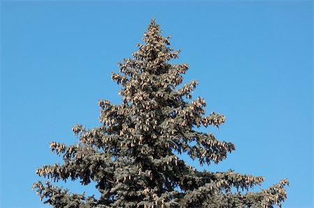 simsearch:400-04653794,k - Evergreen firtree with cones on blue sky background Photographie de stock - Aubaine LD & Abonnement, Code: 400-04283759