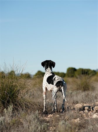 simsearch:400-04288829,k - Black and white pointer hunting dog in full alertness Photographie de stock - Aubaine LD & Abonnement, Code: 400-04283768