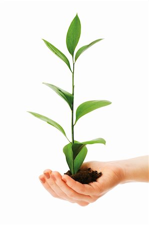 simsearch:400-04791546,k - Green seedling in hand isolated on white Stock Photo - Budget Royalty-Free & Subscription, Code: 400-04283854