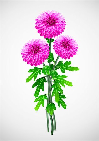bouquet of red flower chrysanthemum vector illustration Stock Photo - Budget Royalty-Free & Subscription, Code: 400-04283971