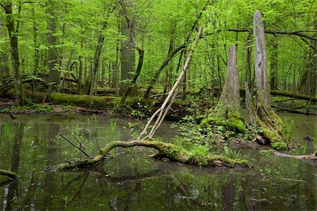 Springtime wet deciduous stand forest with standing water and dead trees partly declined Photographie de stock - Aubaine LD & Abonnement, Code: 400-04294530