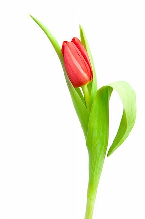 simsearch:400-04340566,k - one red tulip isolated on white Photographie de stock - Aubaine LD & Abonnement, Code: 400-04294615