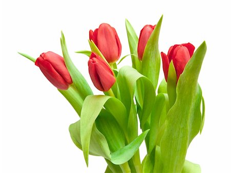 simsearch:400-04340566,k - red tulips isolated on white Stockbilder - Microstock & Abonnement, Bildnummer: 400-04294616