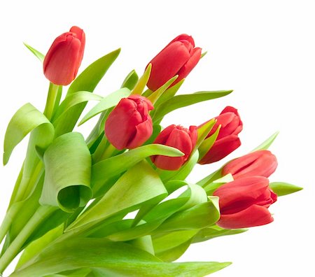 simsearch:400-04340566,k - red tulips isolated on white Stockbilder - Microstock & Abonnement, Bildnummer: 400-04294618