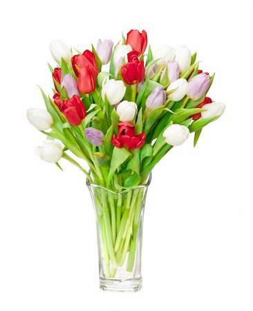 simsearch:400-05104344,k - tulips isolated on white Foto de stock - Super Valor sin royalties y Suscripción, Código: 400-04294629