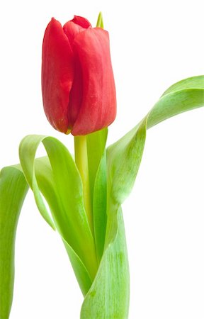 simsearch:400-04340566,k - one red tulip isolated on white Photographie de stock - Aubaine LD & Abonnement, Code: 400-04294620