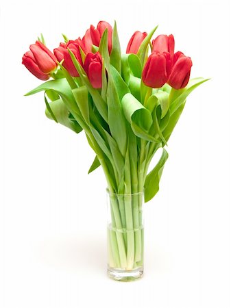 simsearch:400-05104344,k - tulips isolated on white Foto de stock - Super Valor sin royalties y Suscripción, Código: 400-04294621