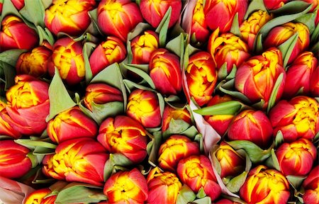 beautiful red tulips, big bouquet Stock Photo - Budget Royalty-Free & Subscription, Code: 400-04294641