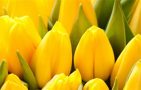 beautiful yellow tulips, big bouquet Stock Photo - Budget Royalty-Free & Subscription, Code: 400-04294642