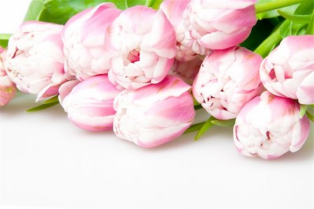 simsearch:400-04298096,k - pink tulips on white Foto de stock - Super Valor sin royalties y Suscripción, Código: 400-04294643