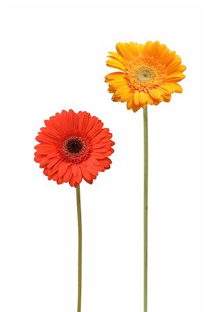 simsearch:400-05369226,k - two gebera (african daisy) isolated on white Stock Photo - Budget Royalty-Free & Subscription, Code: 400-04294679