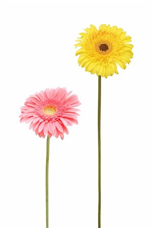 pink african daisy - two gebera (african daisy) isolated on white Stock Photo - Budget Royalty-Free & Subscription, Code: 400-04294681