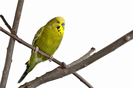 simsearch:400-04305914,k - A green tame green budgie sitting on a branch Photographie de stock - Aubaine LD & Abonnement, Code: 400-04294872
