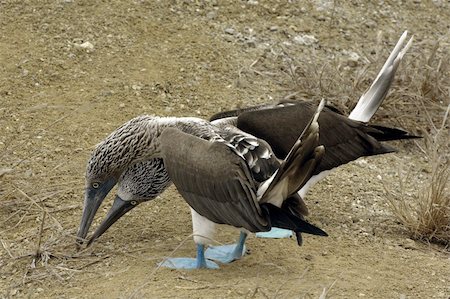 Gannet birds from the galapagos islands Stock Photo - Budget Royalty-Free & Subscription, Code: 400-04294984