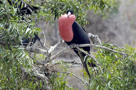 simsearch:862-06541280,k - Frigate birds from the galapagos islands Photographie de stock - Aubaine LD & Abonnement, Code: 400-04294982