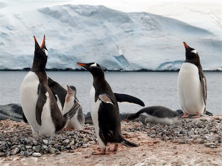pingüino adelia - Penguins from the antarctic region Foto de stock - Super Valor sin royalties y Suscripción, Código: 400-04294995