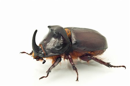 Side macro view of rhinoceros or unicorn beetle over white background (shallow DOF) Stock Photo - Budget Royalty-Free & Subscription, Code: 400-04295018