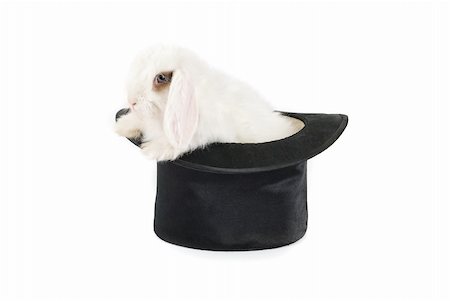 simsearch:400-04322840,k - White rabbit at black hat isolated on a white background Foto de stock - Super Valor sin royalties y Suscripción, Código: 400-04295266