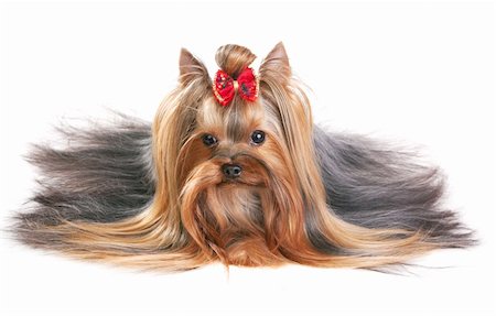 simsearch:400-07426558,k - Yorkshire Terrier in show coat. Isolated on a white background Stock Photo - Budget Royalty-Free & Subscription, Code: 400-04295407