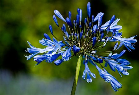 A beautiful agapanthus africanus blue flower. Photographie de stock - Aubaine LD & Abonnement, Code: 400-04295499