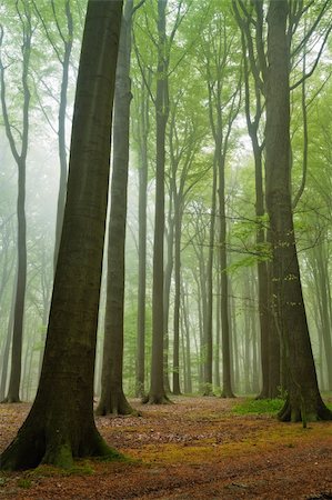 scenic view on summer forest in a misty moring Photographie de stock - Aubaine LD & Abonnement, Code: 400-04295713