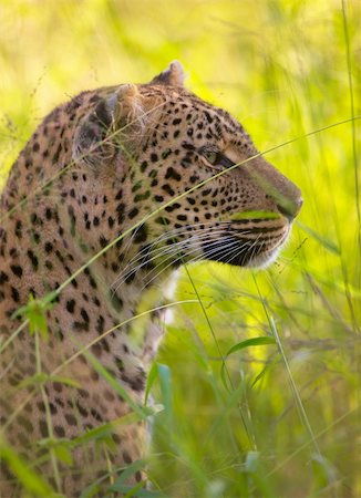 picture of cat sitting on plant - Leopard (Panthera pardus) resting in savannah in nature reserve in South Africa Stock Photo - Budget Royalty-Free & Subscription, Code: 400-04295794